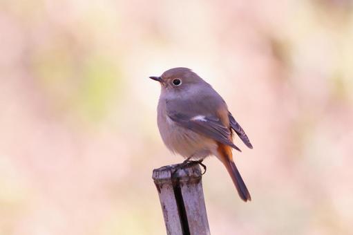 可愛いジョウビタキ 可愛いジョウビタキ 野鳥,ジョウビタキ,鳥の写真素材