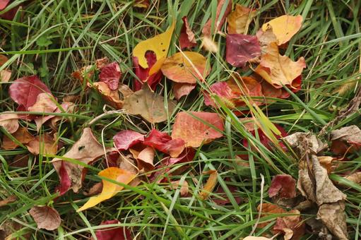 草の上に散らばった落ち葉 落ち葉,紅葉,秋の写真素材