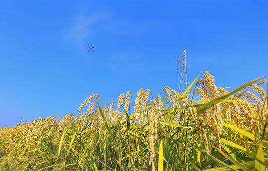黄金色に色づいた8月の稲穂と青空 稲穂,稲,米の写真素材