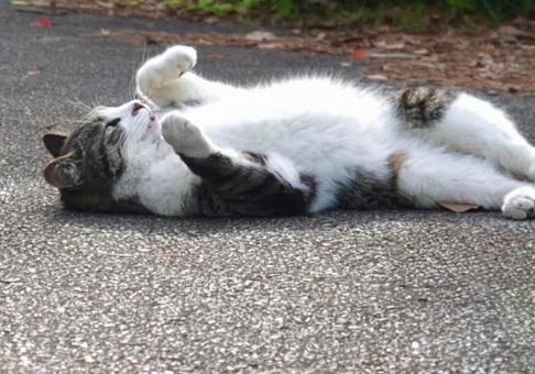 転がるキジシロ猫 保護猫,猫,ニャンコの写真素材