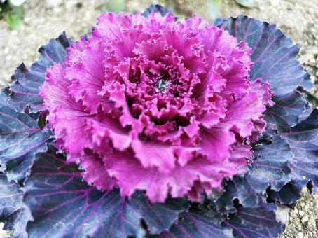 ハボタンのアップ ハボタン,アップ,赤紫色の写真素材