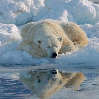 氷と水に囲まれたホッキョクグマの寝顔 氷と水に囲まれたホッキョクグマの寝顔の写真