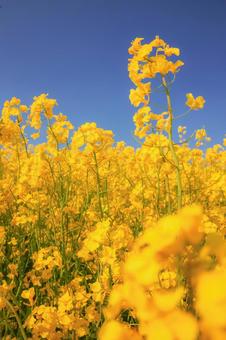 菜の花畑 花アップ 縦 菜の花,なのはな,黄色の写真素材