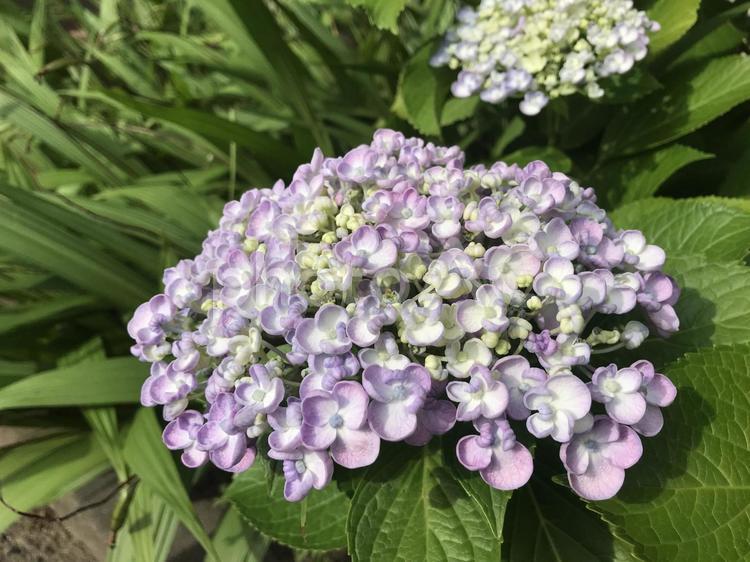 2023.06アジサイ4 アジサイ,花,6月の写真素材
