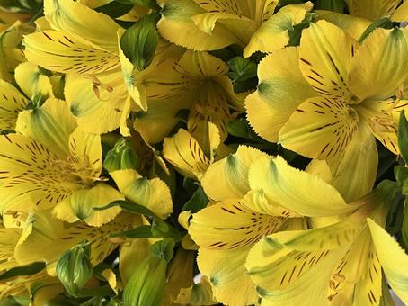 花(アルストロメリア) 花(アルストロメリア)の写真