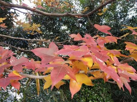 紅葉 紅葉の写真
