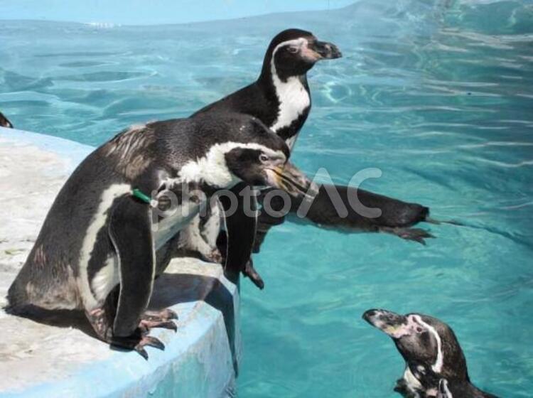 動物園のペンギンさん ペンギン,動物,生き物の写真素材