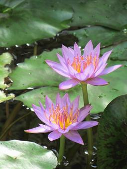 睡蓮f 睡蓮f 睡蓮,スイレン,ピンクの花の写真素材