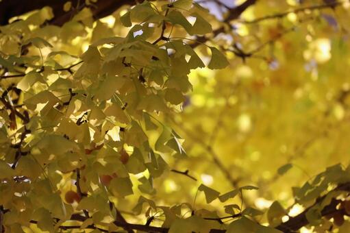 イチョウの葉 イチョウ,葉,植物の写真素材