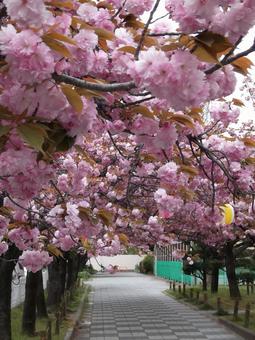 Cherry Blossom Tunnel, JPG Cherry Blossom Tunnel, JPG