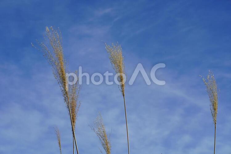 晩秋の風景８ 晩秋,風景,すすきの写真素材