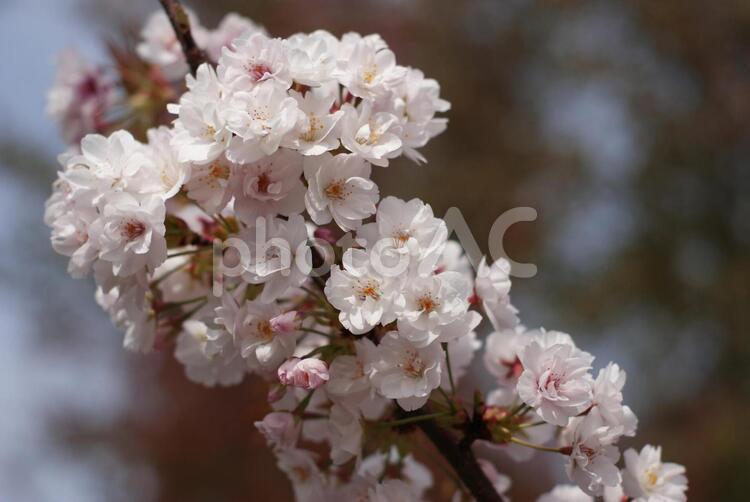 写真-桜04 桜,花,ピンクの写真素材