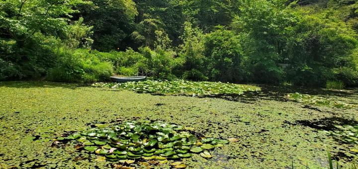 蓮の池の写真