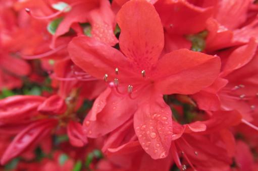 Red azalea flowers with raindrops remaining after the rain, JPG Red azalea flowers with raindrops remaining after the rain, JPG