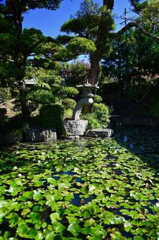 「片岡山 華蔵寺」の蓮池 「片岡山 華蔵寺」の蓮池の写真