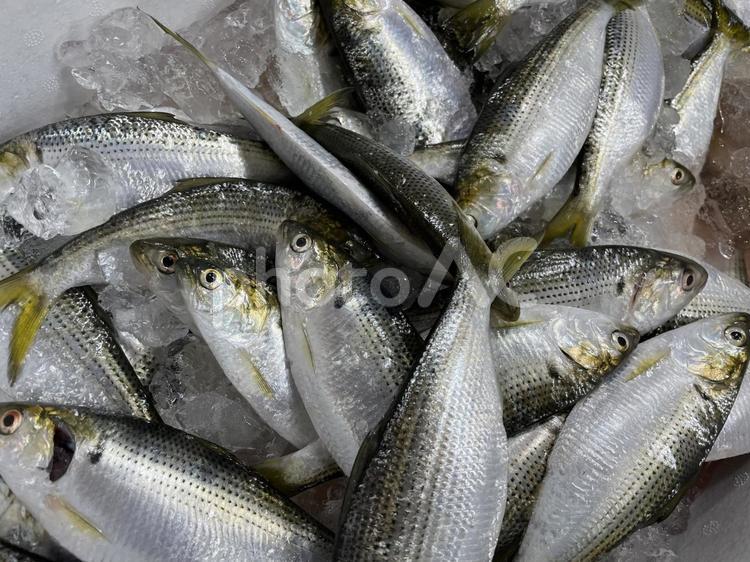 寿司屋のこはだ 魚,寿司,刺身の写真素材