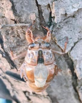 蝉の抜け殻 蝉の抜け殻 蝉の抜け殻,素材,イメージの写真素材