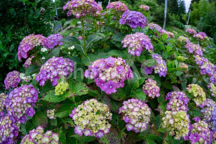 梅雨の晴れ間に咲く紫陽花 紫陽花,花弁,グラデーションの写真素材