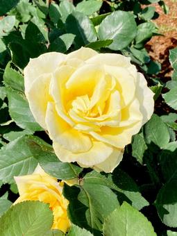 バラ バラ,ローズ,花びらの写真素材