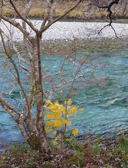 川辺 もみじ,紅葉,川の写真素材