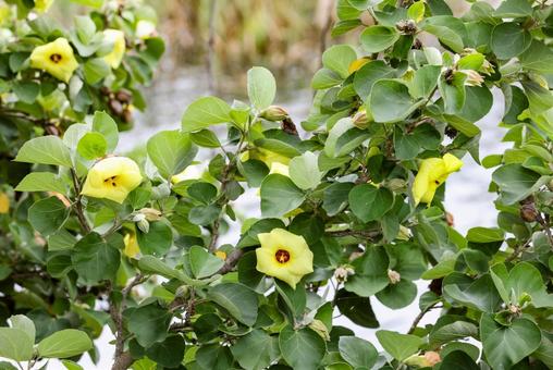 ハマボウの花 ハマボウの花 ハマボウ,浜朴,花の写真素材