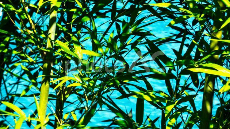 笹の隙間から見える海の色 植物,水色,海の写真素材