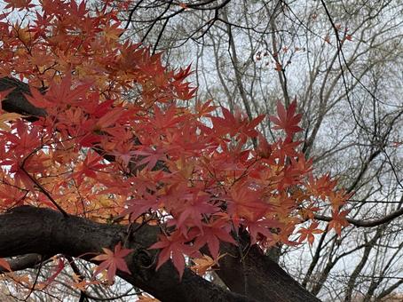 紅葉 紅葉の写真