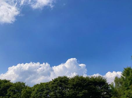 青空と白い雲と森 青空,雲,森の写真素材