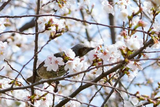 満開の桜の花とヒヨドリ 春 満開の桜の花とヒヨドリ 春 の写真