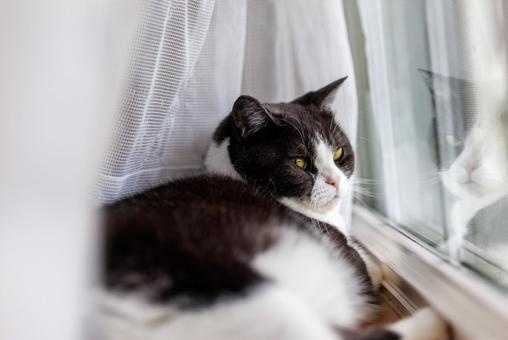 窓辺の猫 窓辺の猫の写真