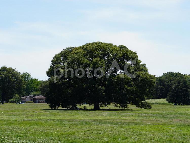 公園にある大きな木 木,自然,ピクニックの写真素材