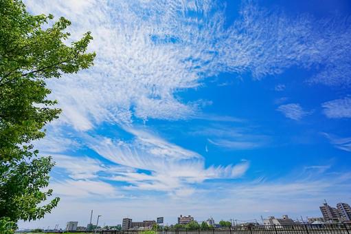 夏空の下のスカイツリーと奥戸の街 夏空の下のスカイツリーと奥戸の街の写真