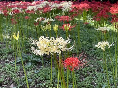 紅白のヒガンバナ(彼岸花) 紅白のヒガンバナ(彼岸花) ヒガンバナ,秋,9月の写真素材