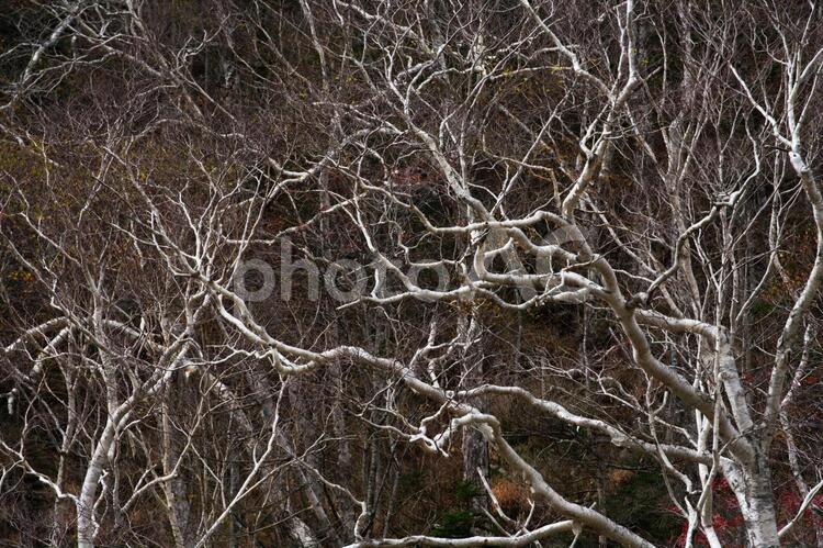 秋の白樺 白樺,秋,季節の写真素材