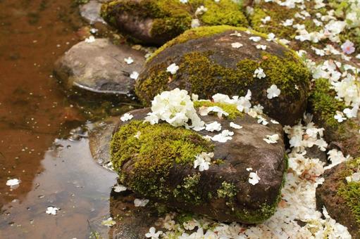 Flowers blooming on rocks, JPG