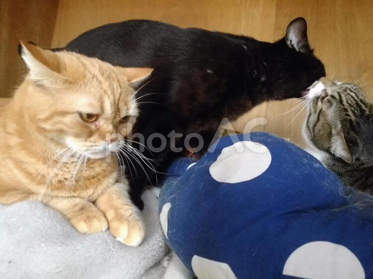 とある３猫の日常 ふわふわ,トラネコ,ペットの写真素材
