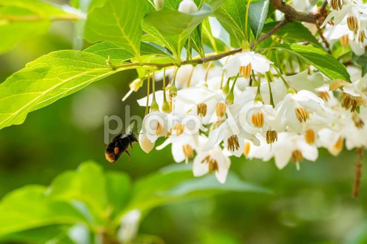 エゴノキとクマバチ⒀ 春,花,エゴノキの写真素材