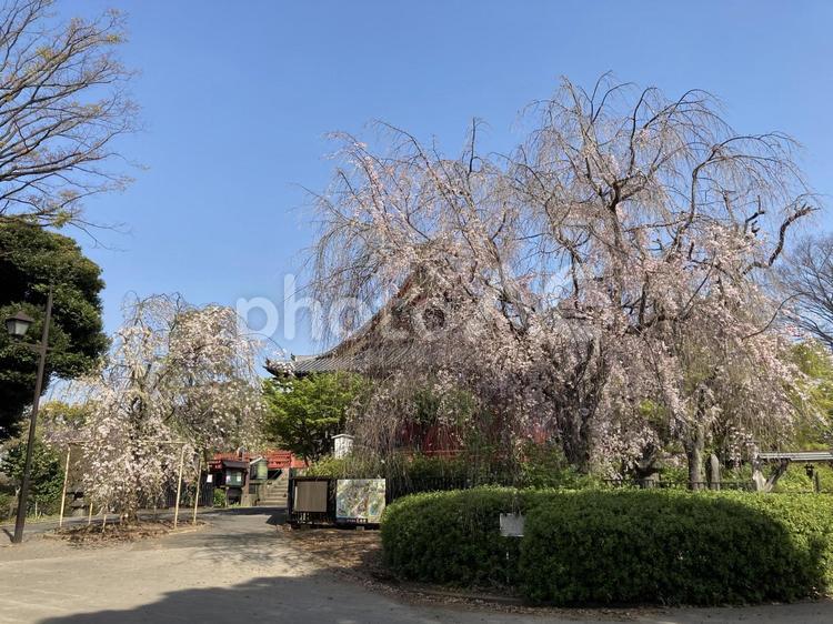 上野恩賜公園の桜 東京都,上野恩賜公園,桜の写真素材