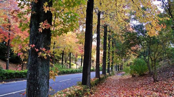 紅葉-1297 紅葉,アメリカ楓,もみじ葉楓の写真素材