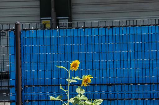 ひまわり ひまわりの写真
