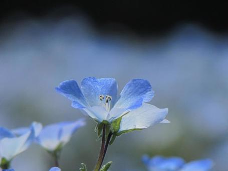Nemophila, JPG Nemophila, JPG