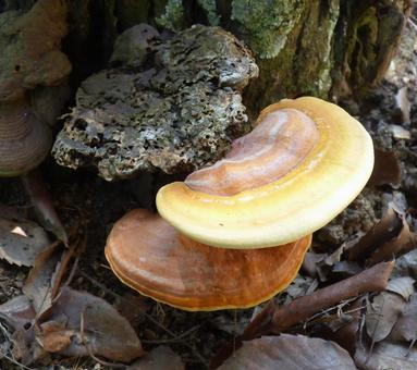Mushrooms like tree rings growing on a stump 001, JPG Mushrooms like tree rings growing on a stump 001, JPG