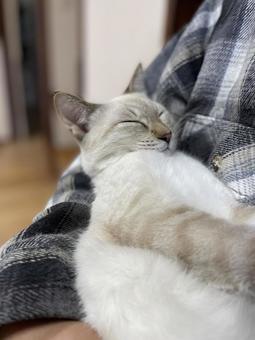 抱っこされて眠る猫 抱っこされて眠る猫 保護猫,ブルーアイ,猫の写真素材