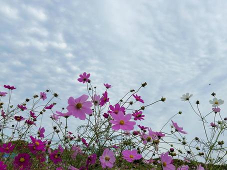 コスモスと空 空,曇り,屋外の写真素材