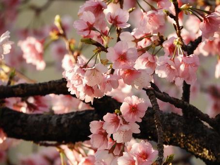 桜01 桜01の写真