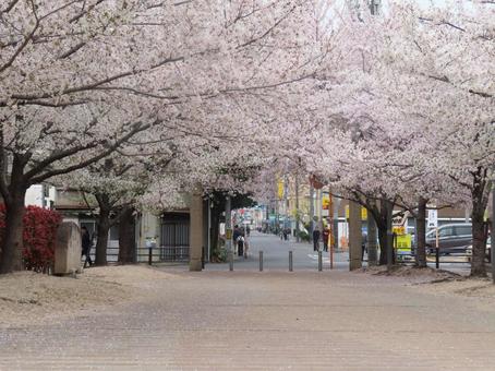 下石井公園の桜 下石井公園の桜の写真