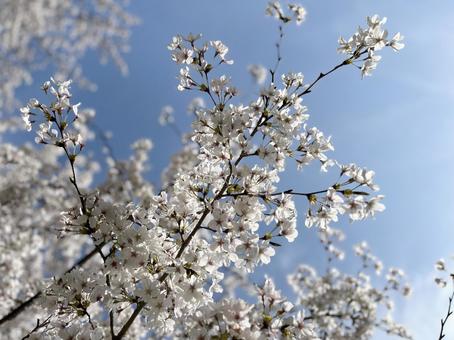 桜 桜の写真