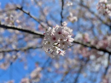 桜 桜の写真