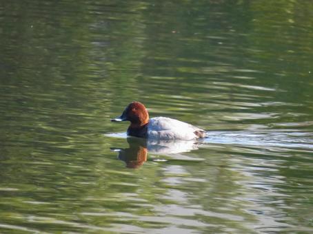 池で泳ぐホシハジロのオス ホシハジロ,野鳥,動物の写真素材