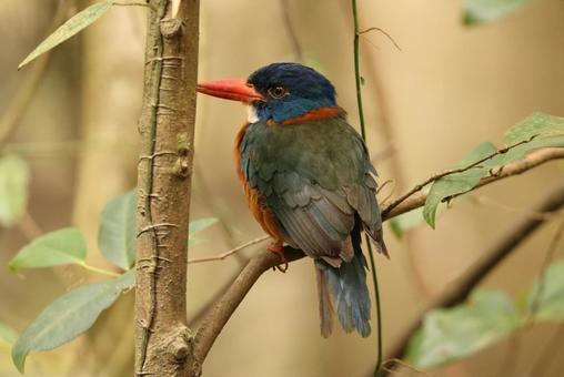 チャバラショウビン チャバラショウビン チャバラショウビン,翡翠,野鳥の写真素材